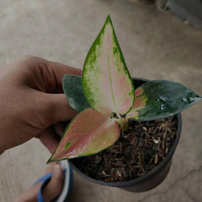 Bibit Aglonema Sultan Brunei - Aglo Sb - Aglo - Aglonema Murah - MURAH