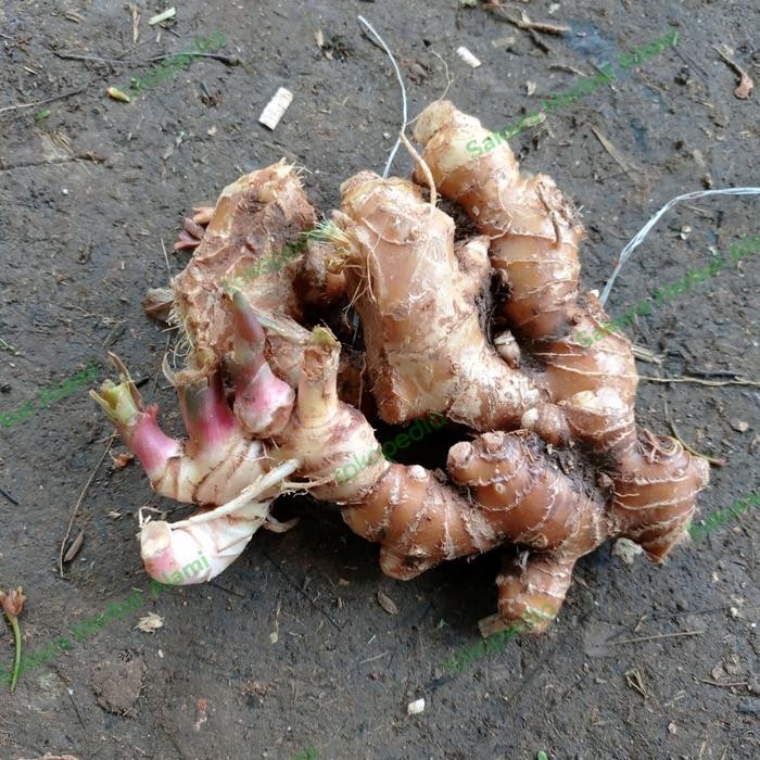 

lempuyang gajah segar 1kg baru dipetik Shop with