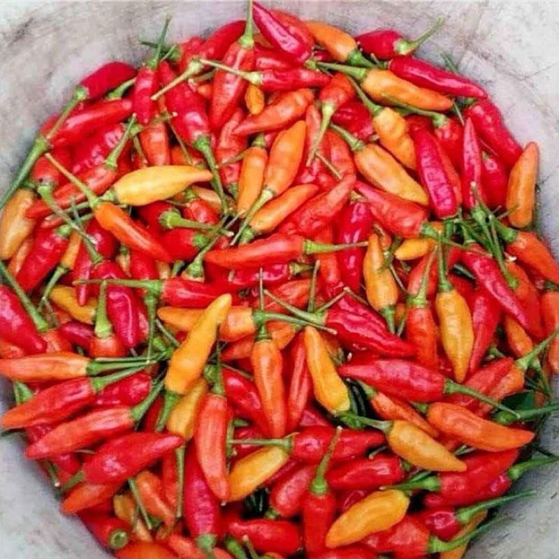 

Cabe merah rawit cabai cabe setan segar fresh 250gr 500gr 1kg