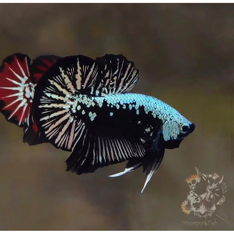 

stiker anomali Cupang isi 2 samurai metalic lebih hemat