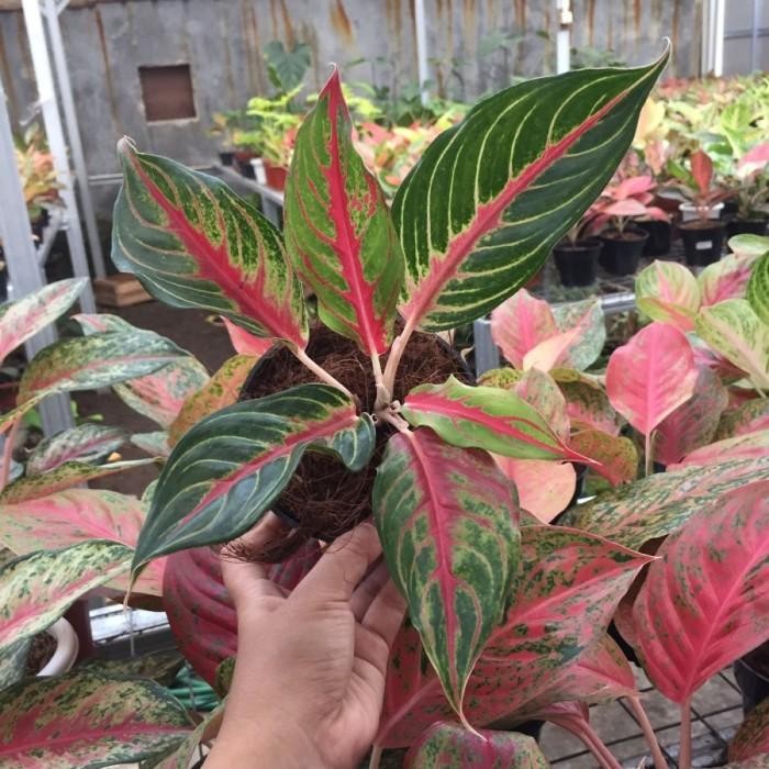 Tanaman Hias Aglonema Sunset / Red Sunset - Aglonema Termurah - Red Sunset