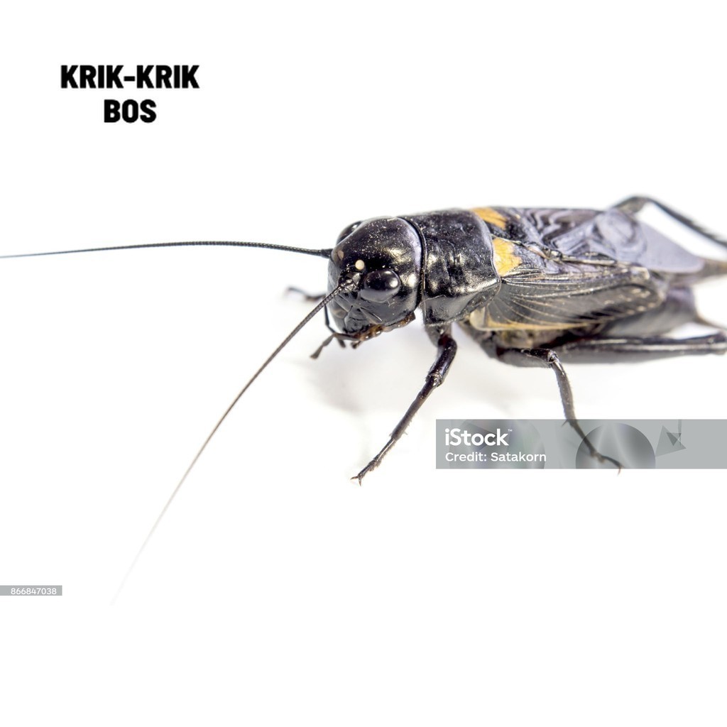 JANGKRIK ( SUPER BESAR ) ukuran besar JANGKRIK SUDAH SAMA KANDANG MURAH MERIAH JANGKRIK ADUAN HIDUP 