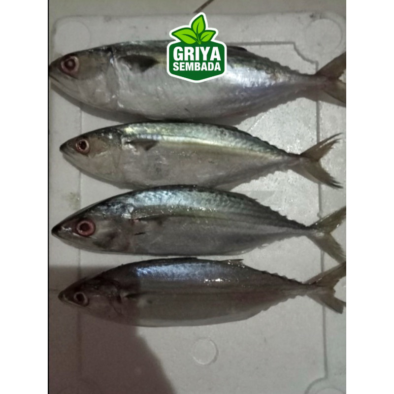 

Ikan Kembung Banjar Segar 1KG Griya Sembada