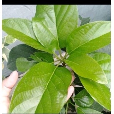 

Redy daun alpukat sgar 350 gr daun herbal alami .