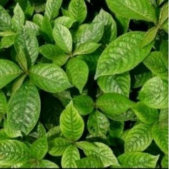 

Promo daun kijibling herbal organik makasi