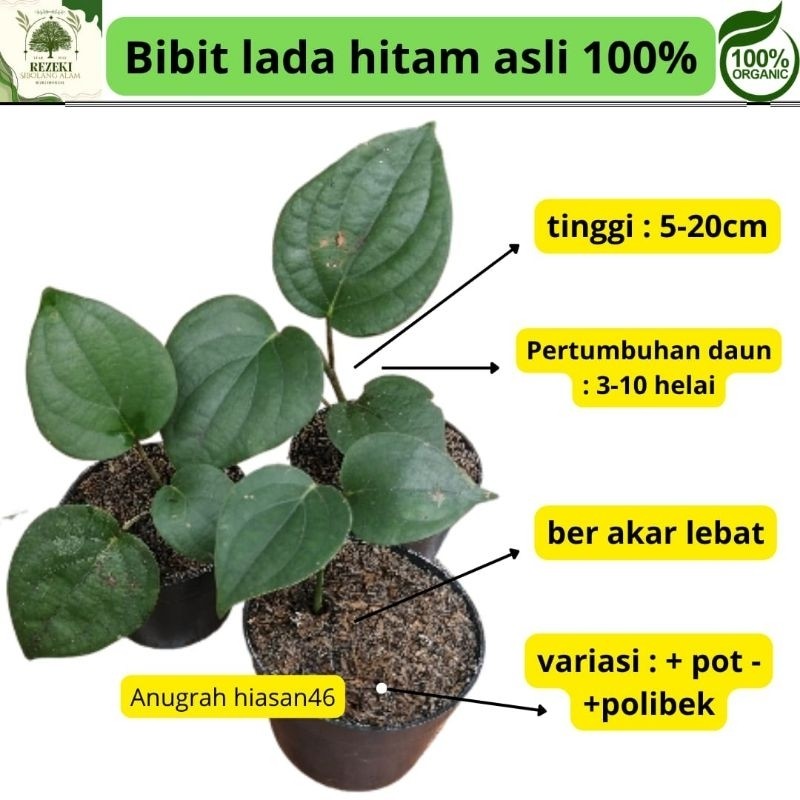 

bibit lada hitam poliback super bibit BAGUS SEGAR FRESS / 1 PCS