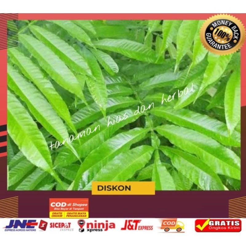 

Daun Sungkai Sungkei Obat Herbal Alami Anti Virus Corona 300Gram Termurah