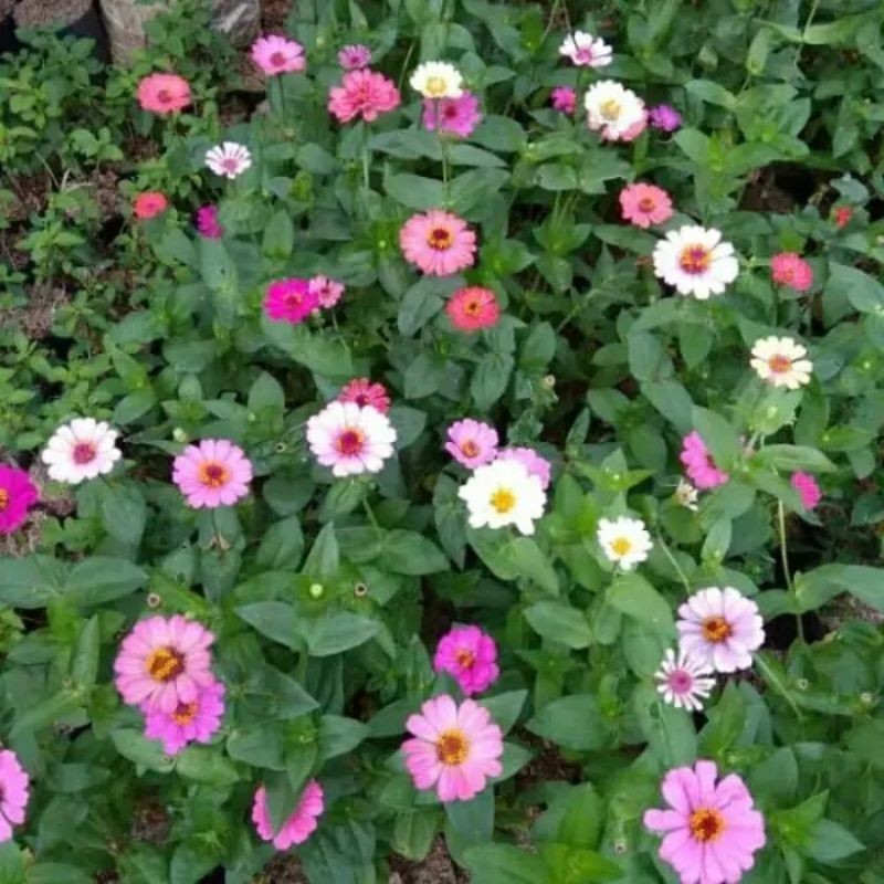 Tanaman Hias Bunga Zinnia / Bunga Kertas