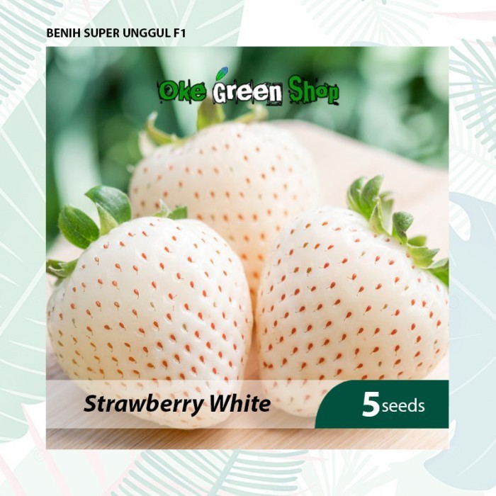 KLIP - 5 Biji Benih Bibit Strawberry White California Kualitas F1