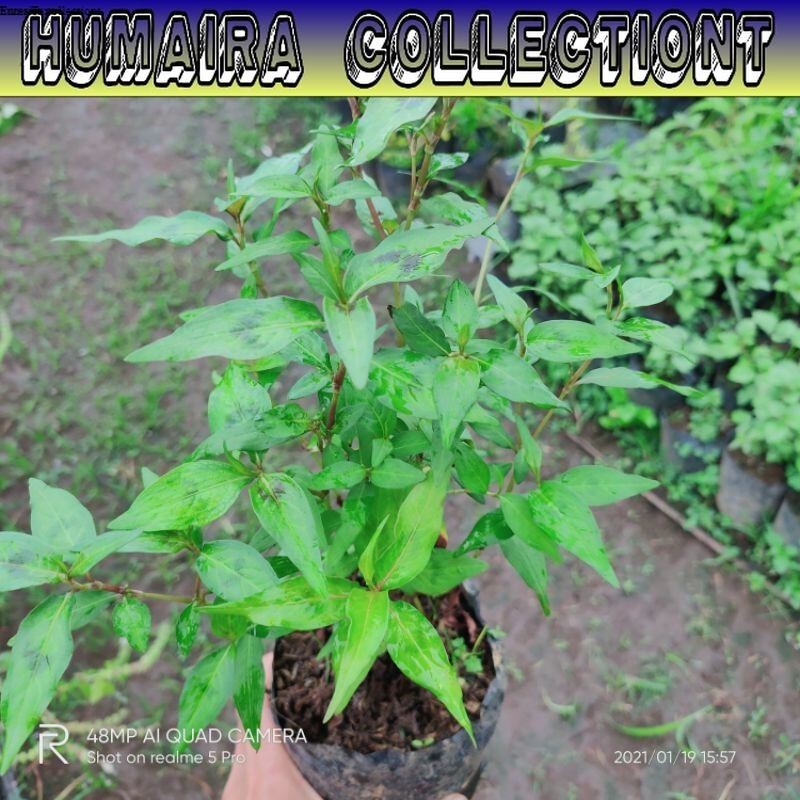 

Bibit Tanaman Daun Kesum Unggul