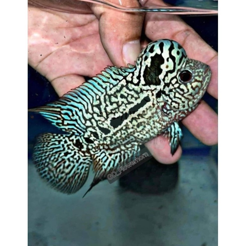 garansi Burayak Louhan Black Pearl Kamfa Thailand