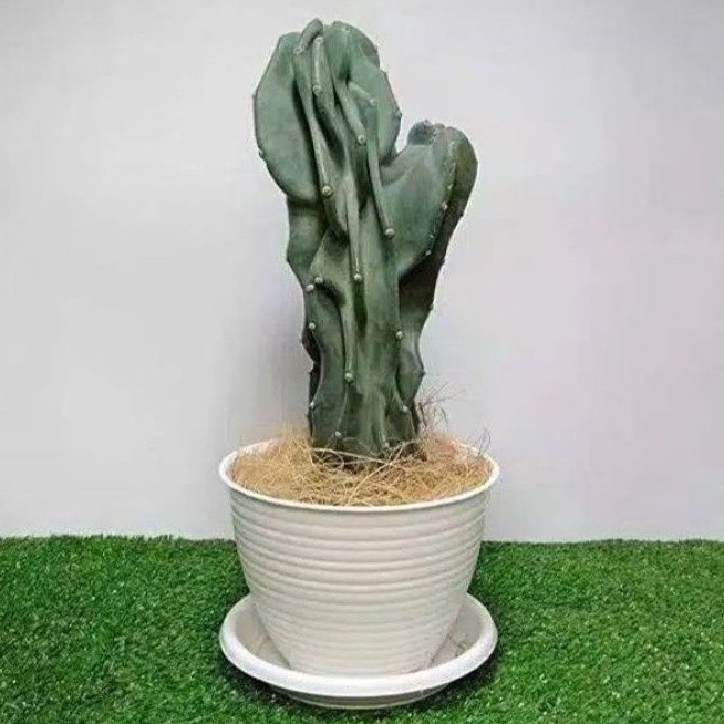 ( BISA COD ) Tanaman Hias Kaktus Lilin Cactus Batu Pohon Kaktus Pagoda Tanaman Hidup Kaktus Batu Poh