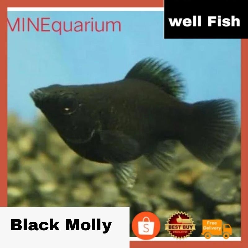 ( O ) IKAN MOLLY BLACK BALON