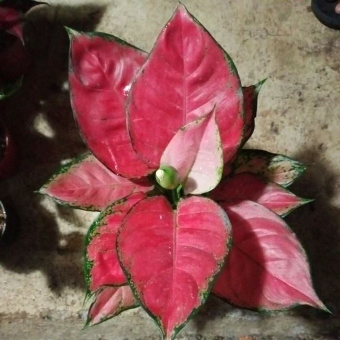 Aglonema Red Anjamani Remaja Tanian lokal