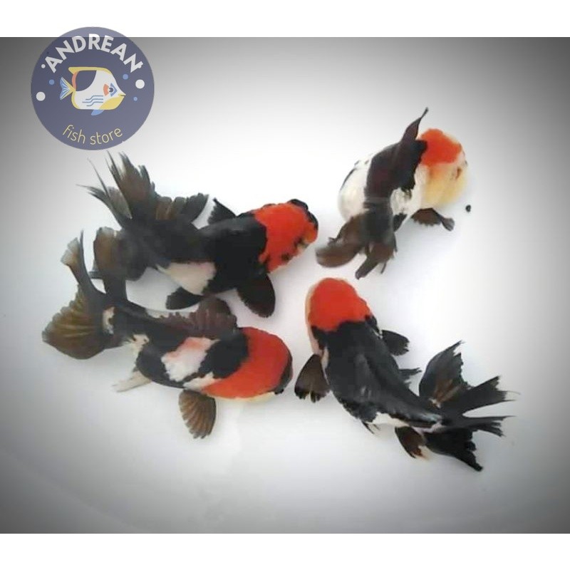 Big sale Baby Mas Koki Oranda Panda Trikolor BlackGold Tanco Super Grade A perlengkapan akuarium
