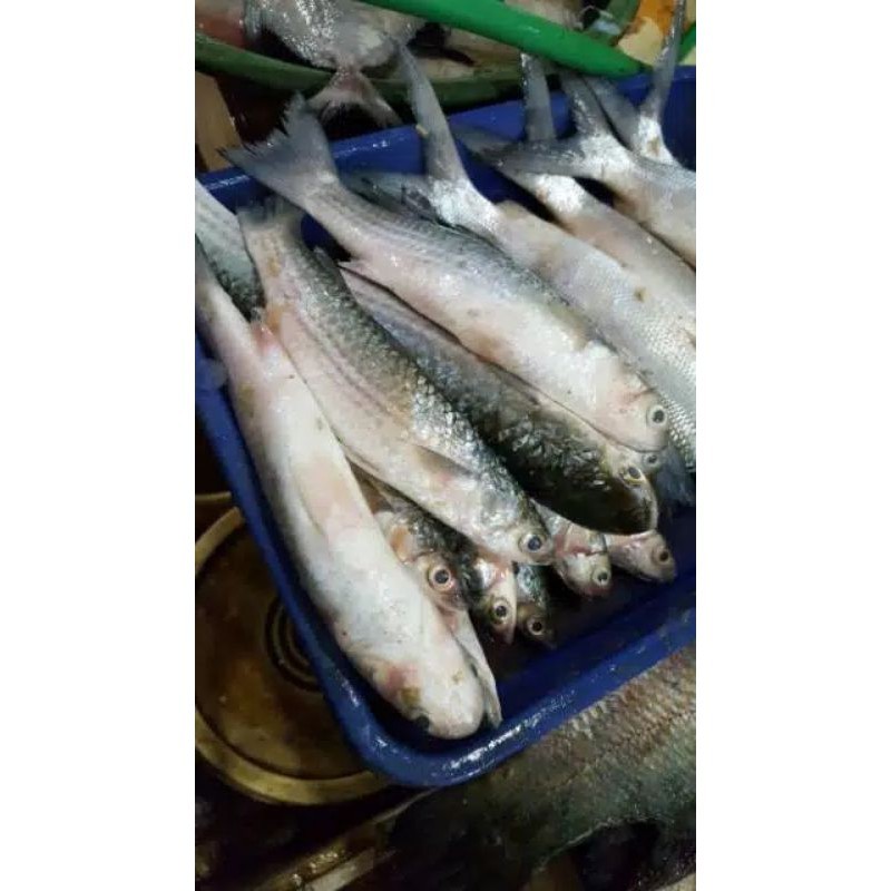 

Ikan Belanak / Berat 500 gram