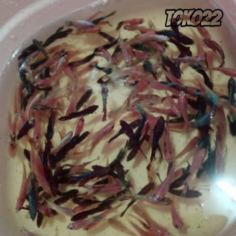 Bibit Cpang jenis random hm,ct,multy,avatar,fccp mix