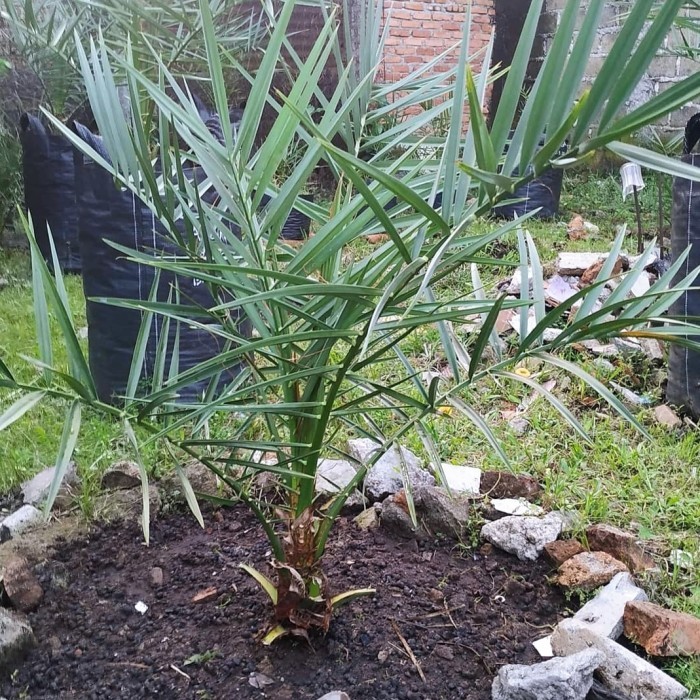 bibit pohon kurma ajwa - pohon kurma