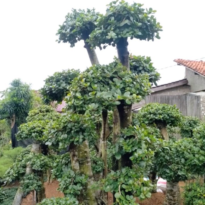 POHON BONSAI BERINGIN KOREA TINGGI 1 METER / POHON BONSAI BERINGIN