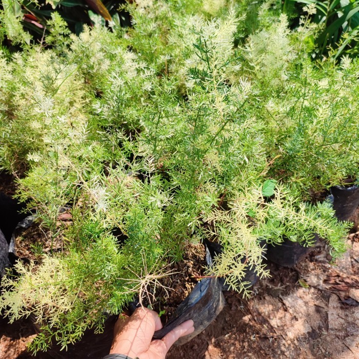 tanaman krisdoren asparagus - tanaman outdoor asparagus