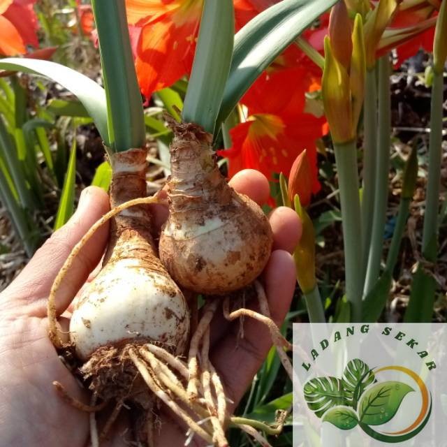 BIBIT AMARILIS UMBI AMARILIS MURAH