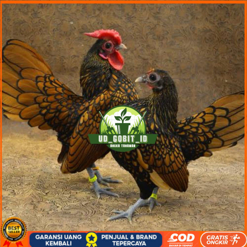 

TELUR FERTIL AYAM BATIK KANADA UNTUK DI TETASKAN UD_GOBIT_ID