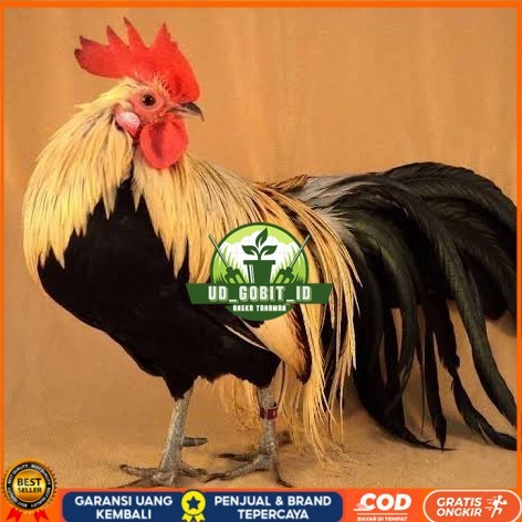

Telur ayam phoenix onagadori / telur ayam hias fertil siap tetas UD_GOBIT_ID