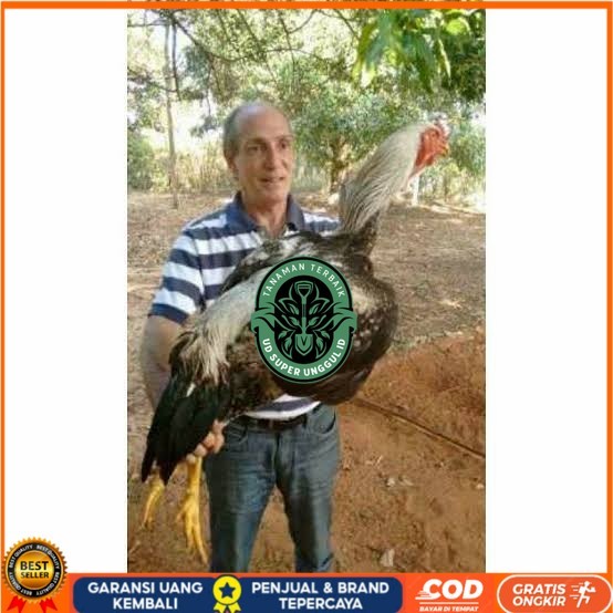 

Telur ayam gorila / gorilla jumbo fertil siap ditetaskan UD_SUPER_UNGGUL_ID