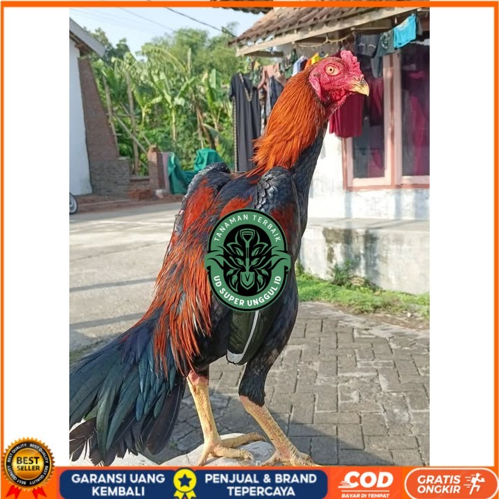 

Telur ayam bangkok shamo eropa / ayam petarung aduan siap ditetaskan UD_SUPER_UNGGUL_ID