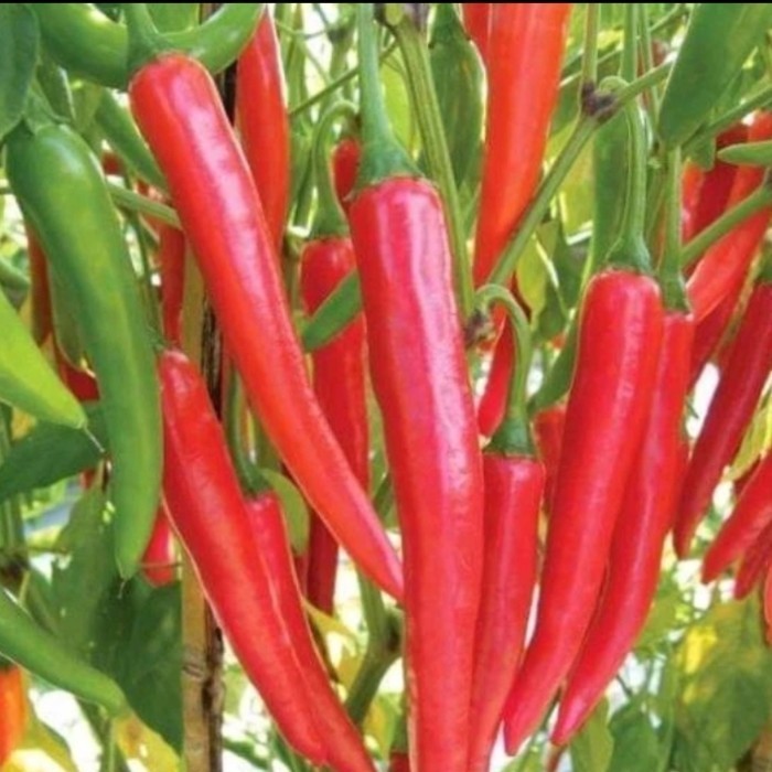 pohon bibit cabe merah besar tanaman bibit cabe merah besar