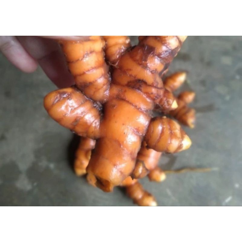 

kunyit, sayur,segar,bumbu,masak,1kg Rempah_herbalCo