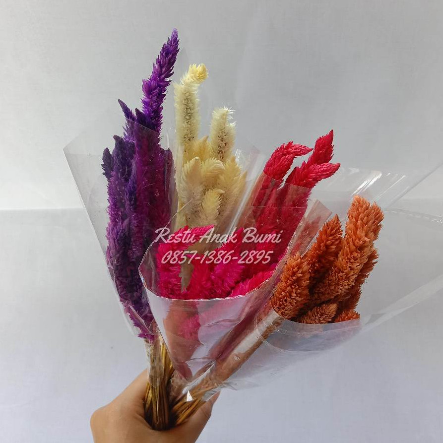 Bunga Gandung Kering warna 1pcs | hiasan dinding | hiasan ruang tamu | bunga kering | dried flower