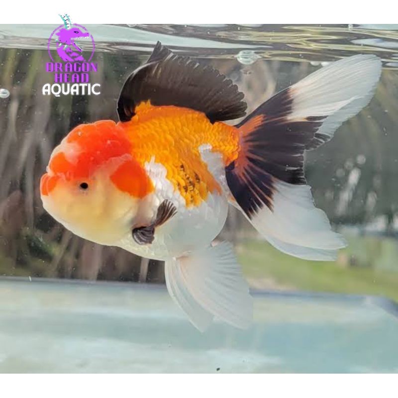 Hiasan aquarium oranda threecolor tricolor 7-9 gen bagongan Tulungagungan