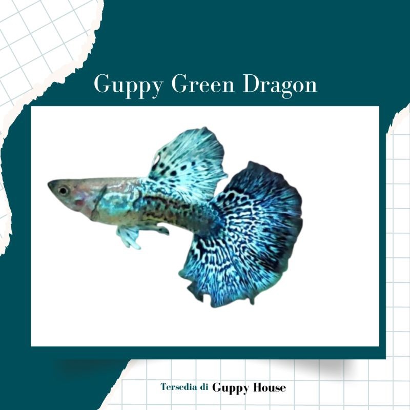 hobi Hiasan Aquarium Paketan 3 Pair Indukan Guppy Green Dragon koleksi