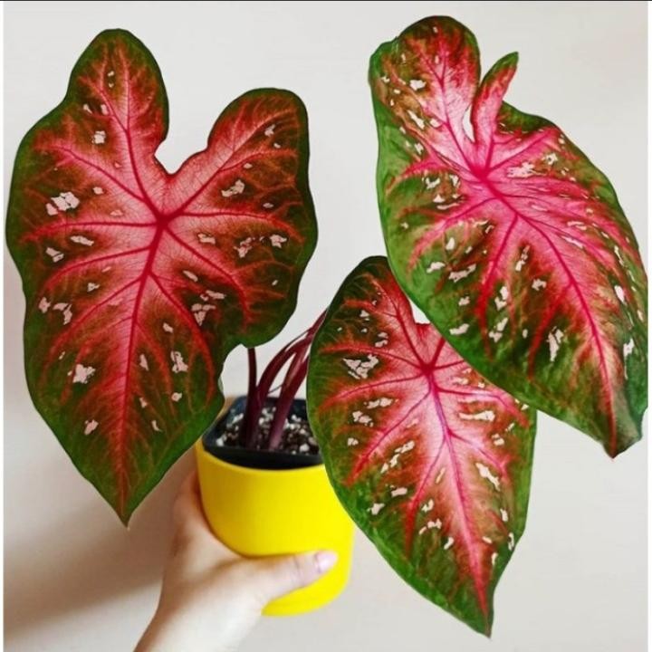 caladium red flash - tanaman hias caladium