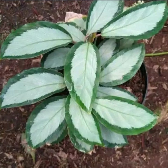 

tanaman hias chalatea drakstar