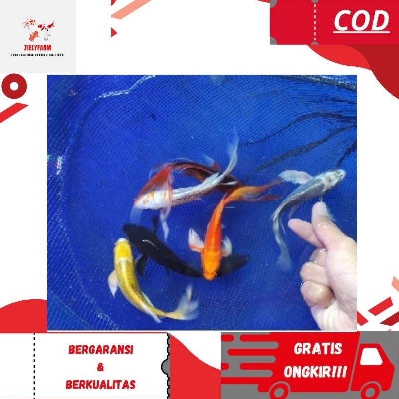 Hiasan Terlaris Paket 10 Ekor Koi Metalik Slayer Sisik Naga Size 8-10 Cm Full Gondrong Warna Mix Ber