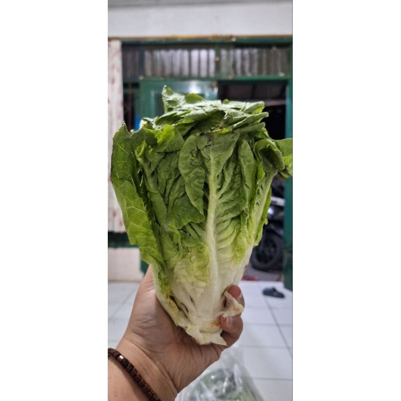 

Romaine Fresh Sayur Segar Untuk Salad