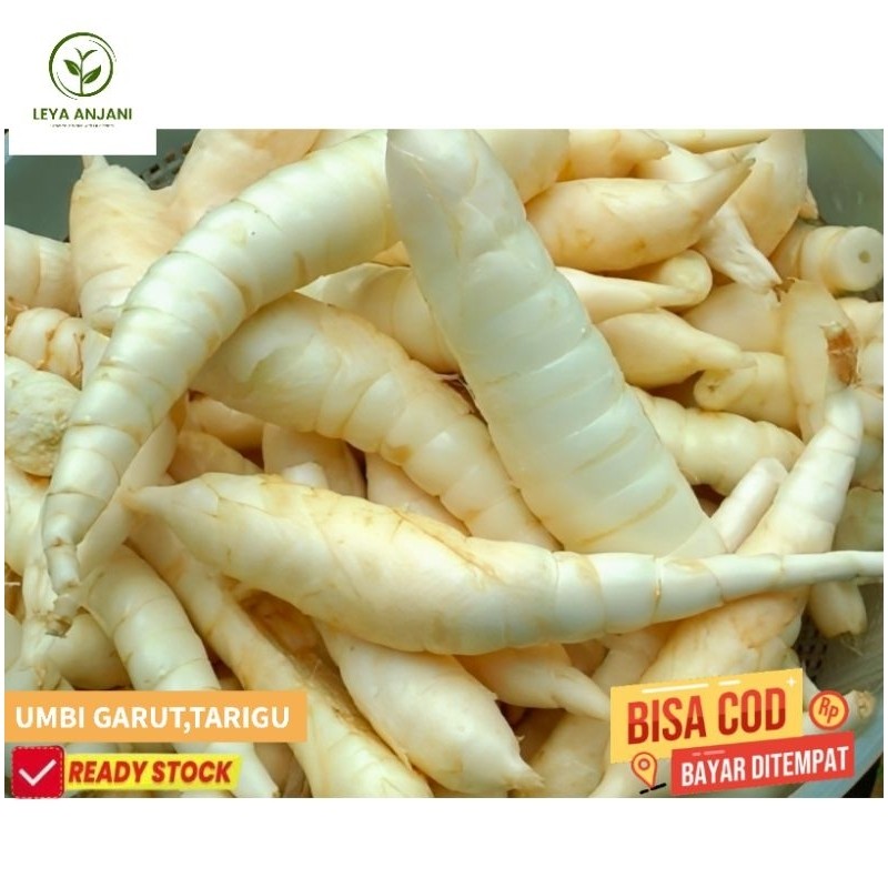 

umbi tarigu,umbi Garut segar 500gram