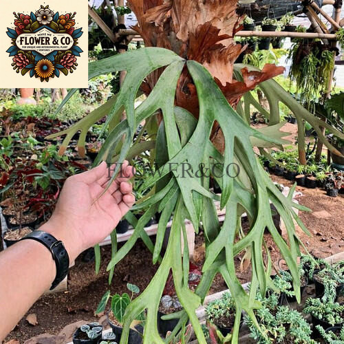 Tanduk Rusa (tanaman) / tanaman hias paku tanduk rusa / pohon tanduk rusa tanaman hias juntai