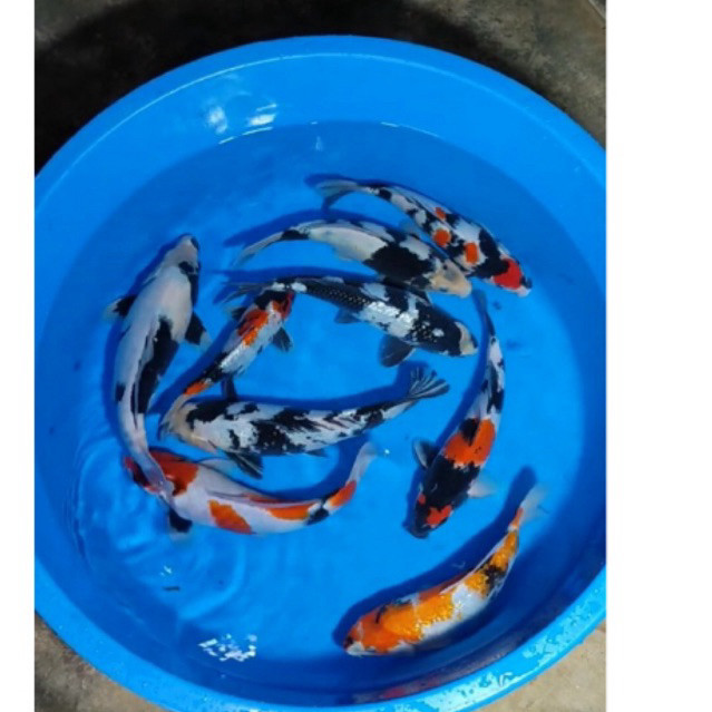 PROMO MURAH INDUKAN KOI SHOWA&SHIRO SIZE 35CM SUPER CANTIK GRADE A BLITAR