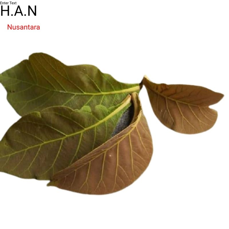 

Daun pohon jati segar 1kg non pestisida siap petik ke kebun