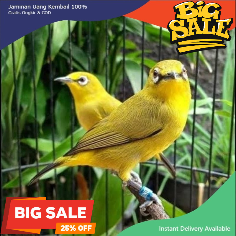 PLECI DAKUN BALI PILIHAN SUPER