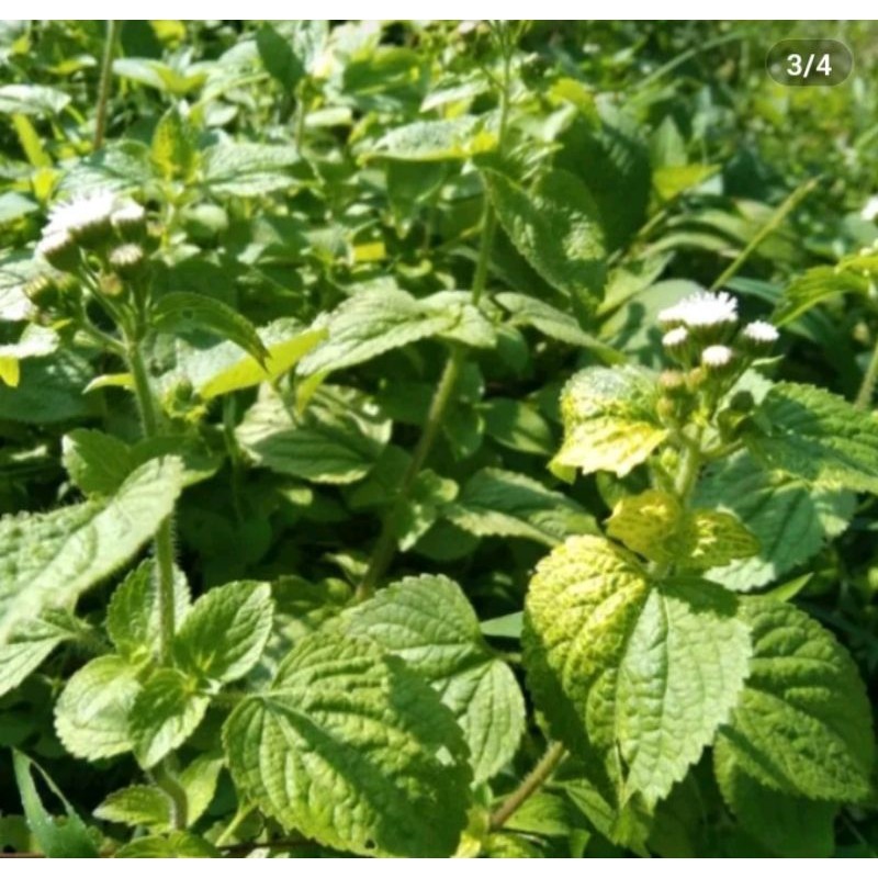 

.500 gram daun babadotan segar. obat herbal . penyembuhan kista, diabetes.