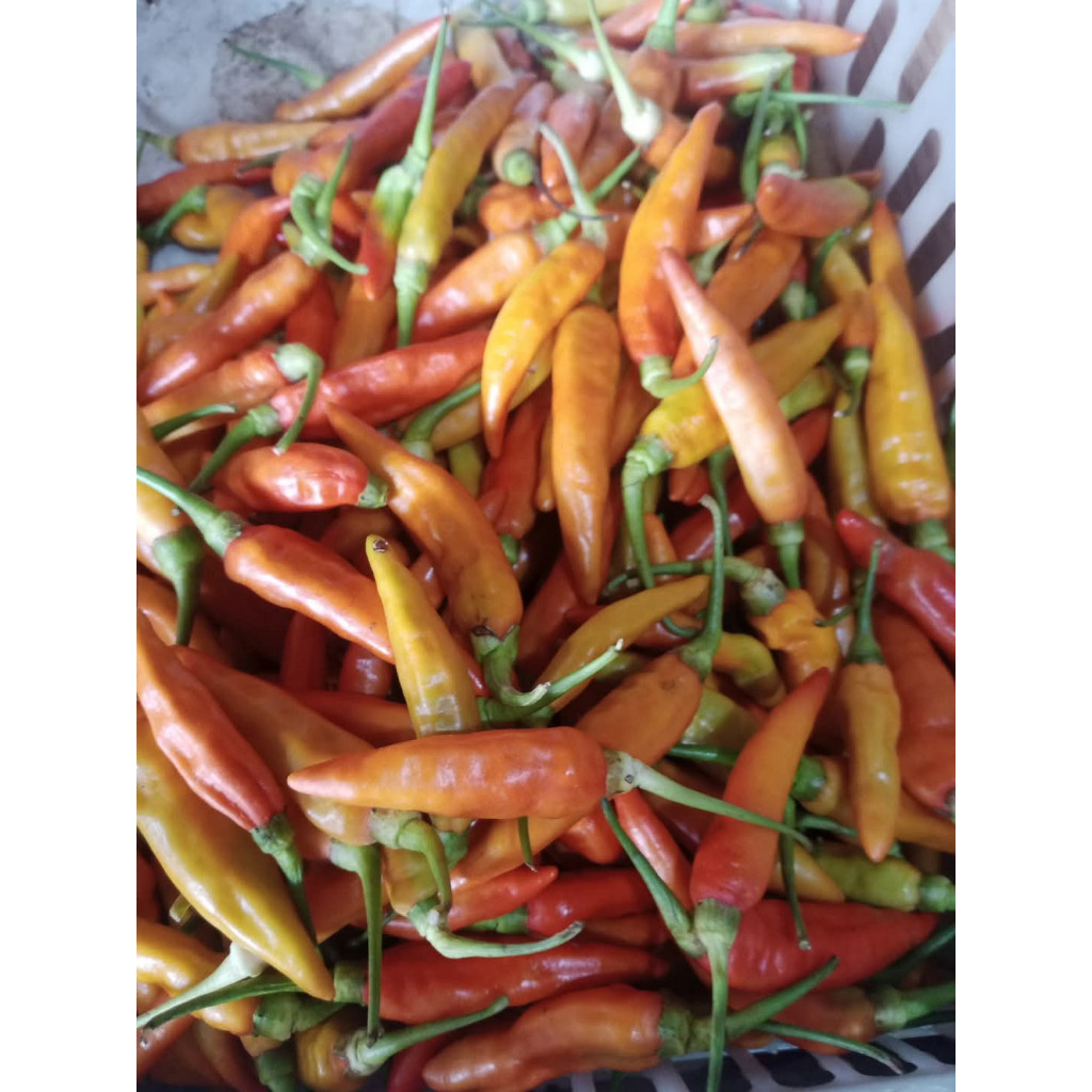 

cabai / cabe rawit merah 1/2kg cabe cabai rawit merah 500g cabai rawit merah 500gram