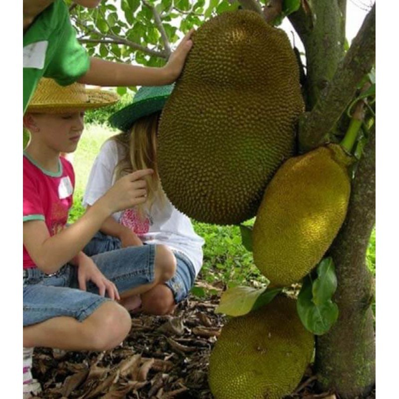 bibit nangka mini/bibit tanaman nangka mini