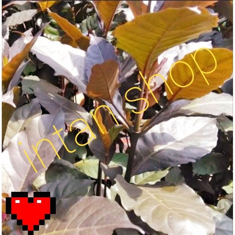 

New Daun ungu' daun kopi hitam sgar 300 gr