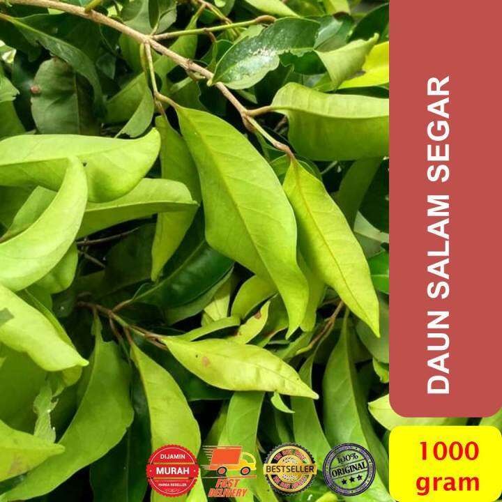 

Daun Salam Segar 100gr – Rempah Alami untuk Masakan & Kesehatan | Fresh Bay Leaves