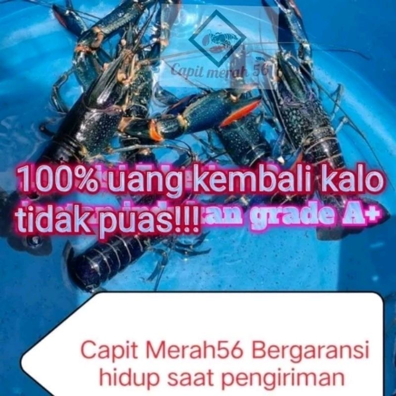 WIDHISTORE indukan lobster air tawar size 4.5 inch paket isi 3 betina 3 jantan Grade A+