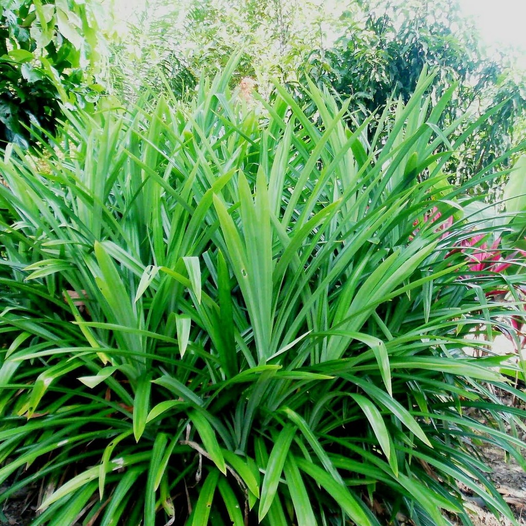 

terlaris daun pandan wangi - 100 gram